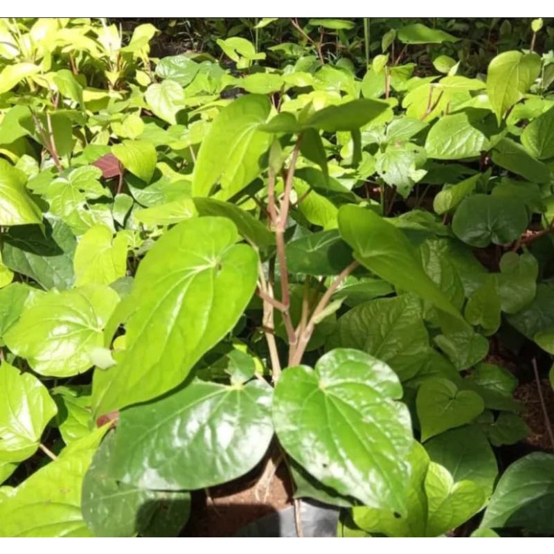 Tanaman daun sirih hijau / tanaman herbal daun sirih hijau
