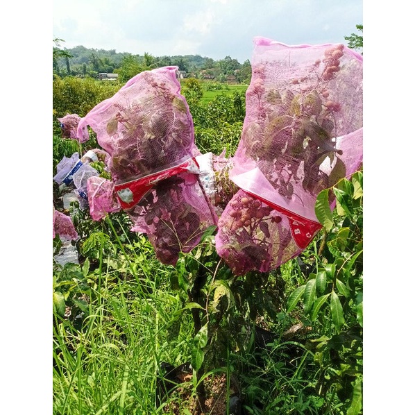 KELENGKENG NEW KRISTAL BERBUNGA / BERBUAH