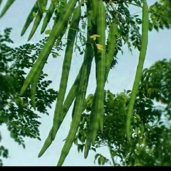 

Limited | KP8 | sayur kelentang buah kelor 1 kg fresh di petik jika ada pesanan