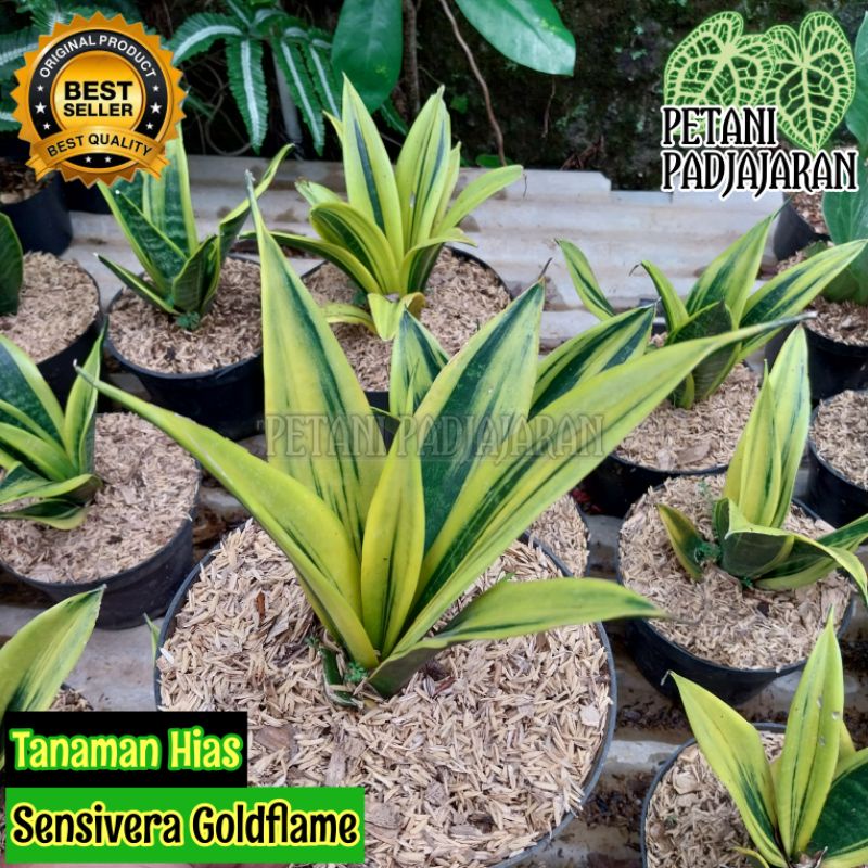 Tanaman Hias Sensivera Gold Flame - Sansevieria Gold Flame