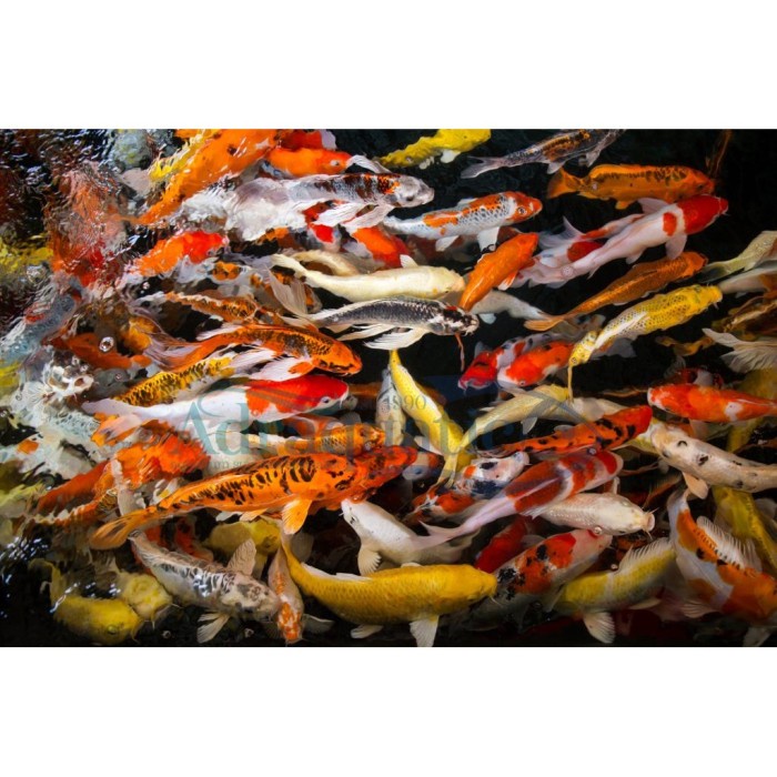 Hot Sale (Bandung) Ikan Hias Koi Air Tawar Aquarium Termurah