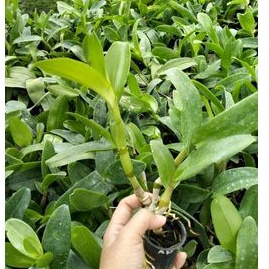 seedling dendro melintir besar