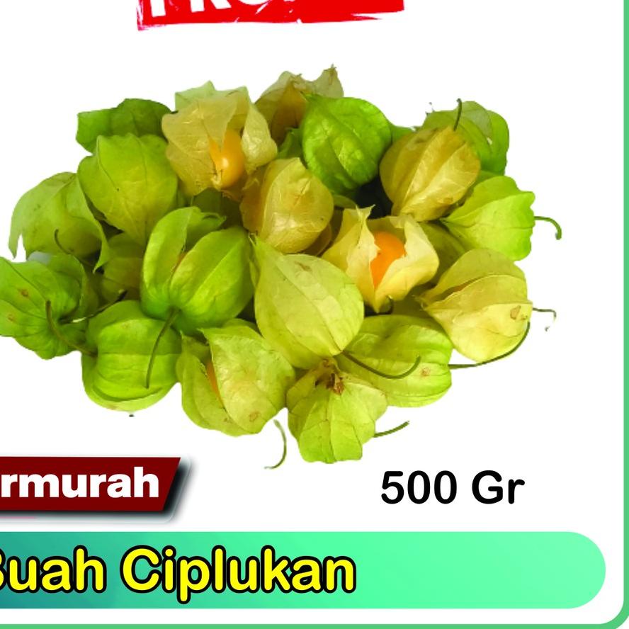 

12.12 BIG SALE FASION Jual Buah Ciplukan Murah 500gram -Cecenet - Golden berry grosir
