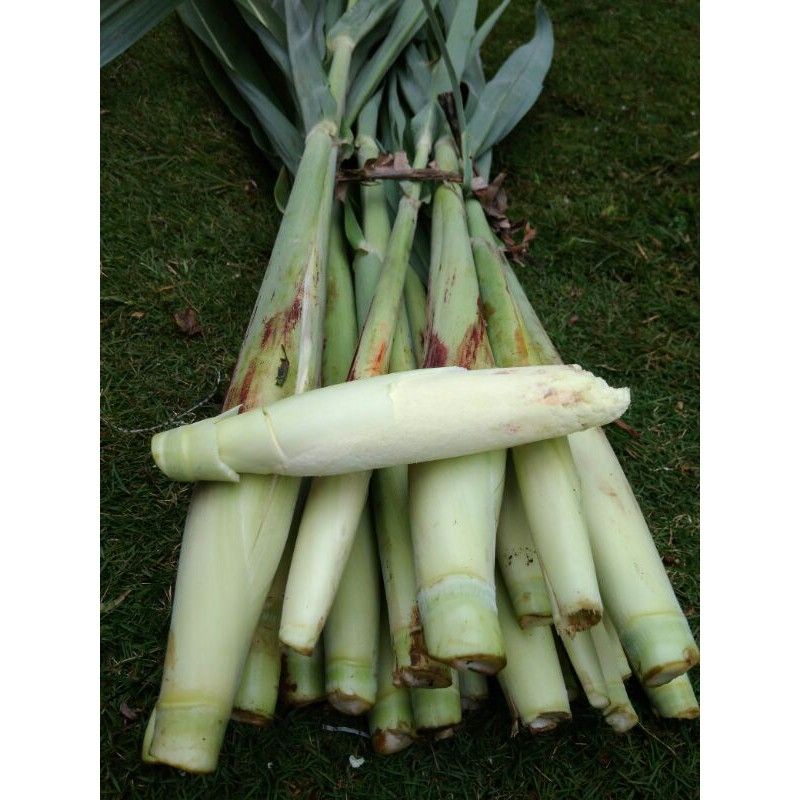 

Turubuk 1kg - Telur Tebu Trubuk - Terubus Endog - Tiwu Delowako Murah