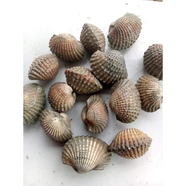 

Kerang Dara Fresh Beku RJ Fish