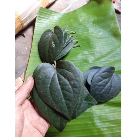 Special 2020 Bonus Emas Daun sirih hitam asli hutan 50 lembar