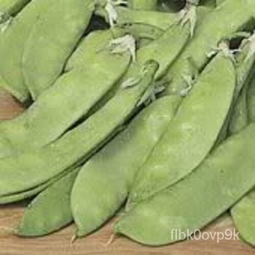 

PEA SayuranPisum ็ มTransportasiลPodด์Kacang Polongเ ุSNOWนBenihSativum ธ50Datarั*พ VFUU