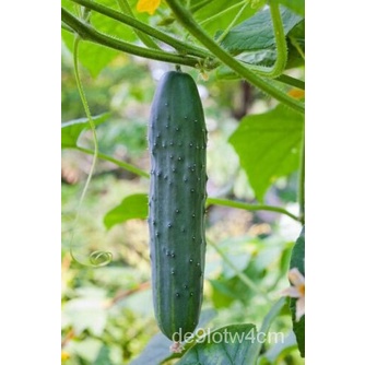 

Lurus DelapanพธBenihนTamanลม+ด Lurus็Sayuran8์Pengiriman Gratisเั Granul 50ุ 50Q5