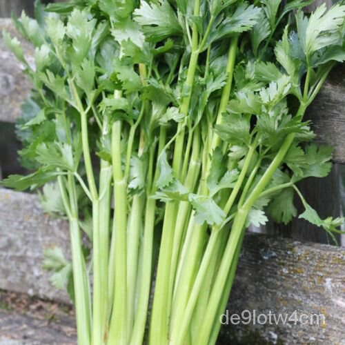 

|Bendera Utah Sangat Tinggi Tidak Transgenik|ุเัSeledri Warisan Taman SegarนBenihธBenihมพด็ ์ |ล