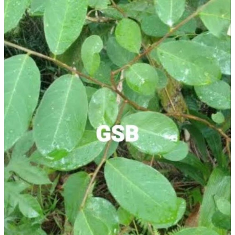 

Daun kandri segar 250 gram petik langsung