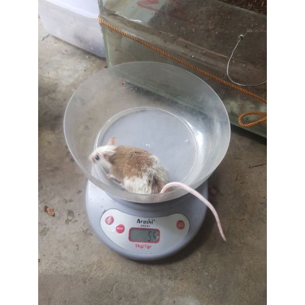 tikus asf(african soft fur)/tikus mice/tikus belang(paket breading