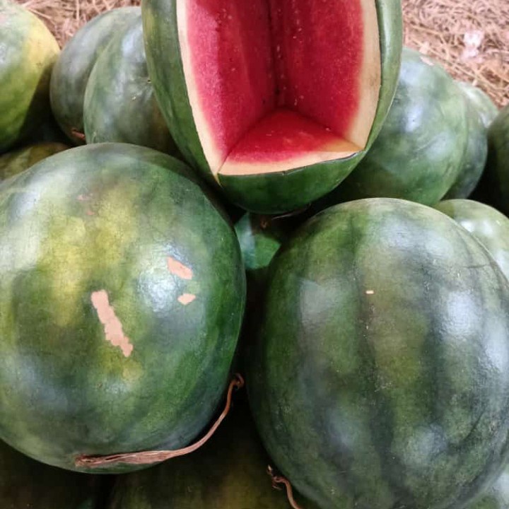 

semangka merah manis non biji seedless