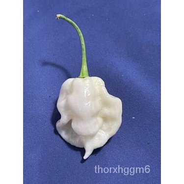 

ลPertumbuhan。เ ็Ghost ม 。นBenih2022ScorpionOrganik100%Isolasi ดMerica+ธ10ั。 Tahun์White พ ุ VVDY