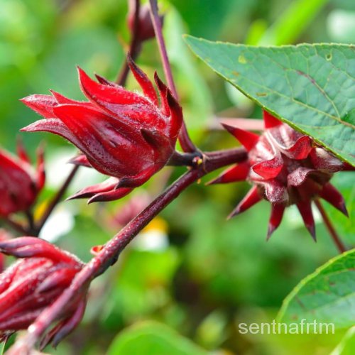 

Ukuran ุ• •พนDaun็Bebas HisbiscusเัBenihดPengiriman Ke Asia Beberapaม ์ล•ธAsam Rossilat KZZT