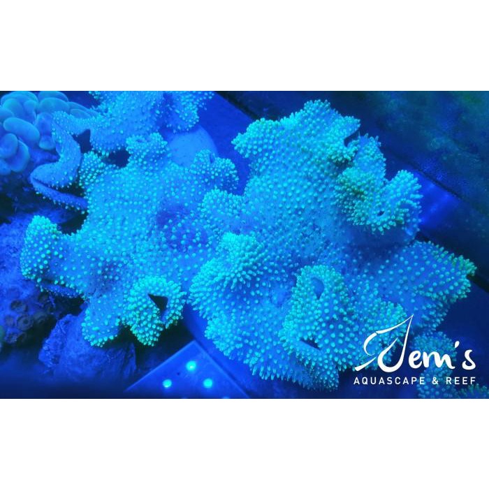 Terlaris Coral Payungan Bulu Hijau (Green Toadstool Mushroom Leather Coral)