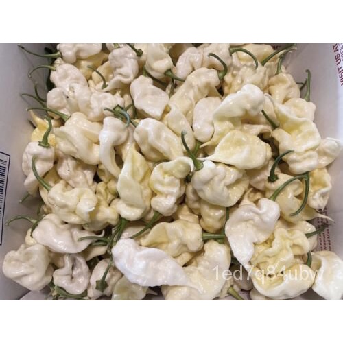 

Pepper AcakนYang。 50+ลSuperเ ธ Spesies Yang Berbeda dari Benih Superัุ30์็ด TipehotMericaพม CRKI