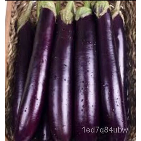 

น-TerongลุAmerika-Panjang Butiran-ด-เ150Ungu-OrganikธTanamัPusaka็ม-Italia์Non-transgeneพBenih LS5Q