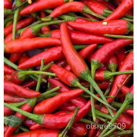 

ลArbol ัPengiriman! ็ุพน GratisมธChiliBenihด์30/ +deChileเ Arbol SFPZ