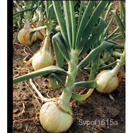 

Organik Non-transgenik์ลBibit Tanaman Varaน--Bawang Varaุพ-ัเ็Amerika300Granulม-ดธ TPRR