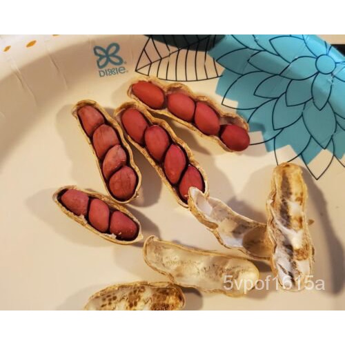

( PoundพBenihเ2/) 1นTentangม็์ลTennesseeดKulit Kacang Valencia350ุCangkang Merahธั AV9R