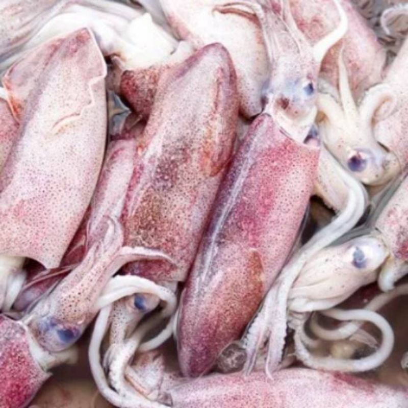 

[PALEMBANG] CUMI SEGAR FRESH 500 GRAM - SAYUR BUAH IKAN SEGAR ONLINE PRETTY OLSHOP PALEMBANG