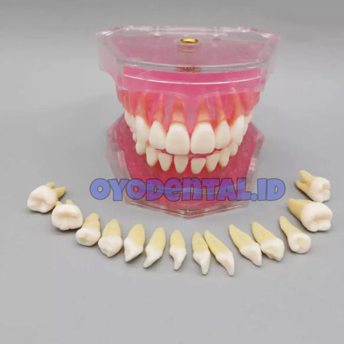 dental model study gigi lepasan / model gigi lepasan / phantom pantum