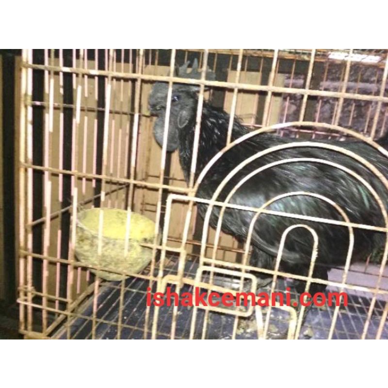 Obral Ayam Cemani Jantan Dewasa Gratis Betina  Wajib Baca Diskripsi