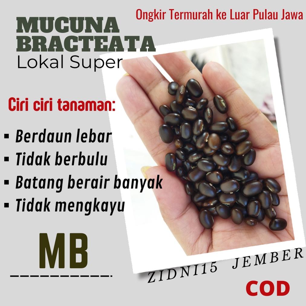 

100 gram biji benih kacangan Mucuna Bracteata MB Lokal Super Best Seller