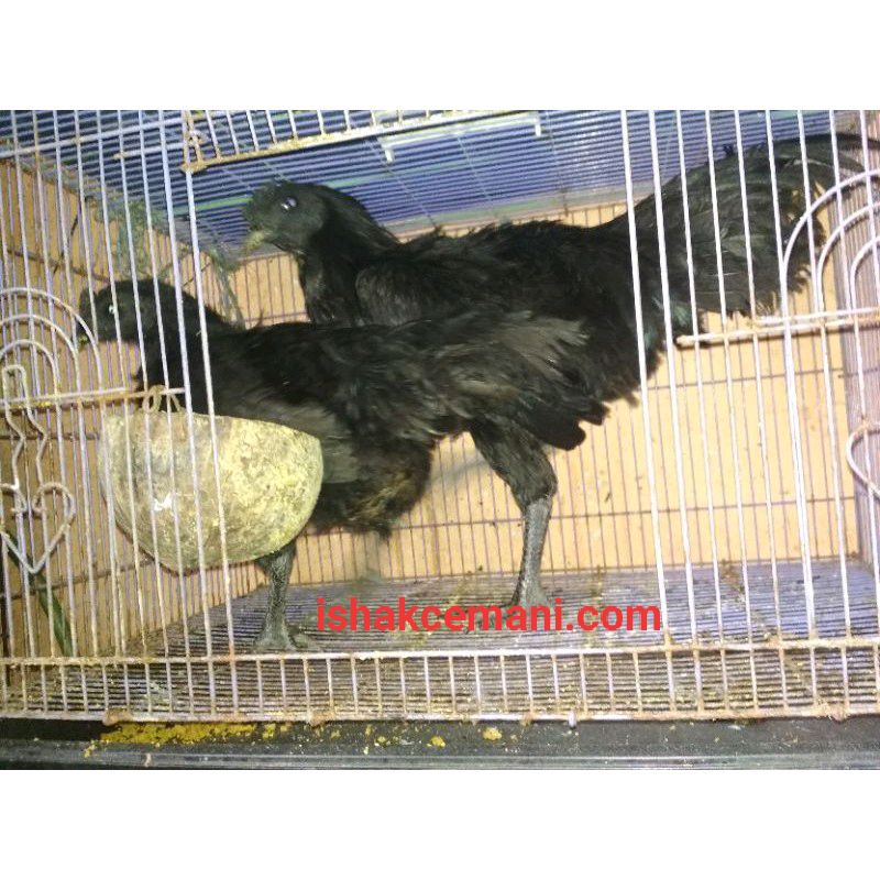 Obral Ayam Cemani Jantan Dewasa Gratis Betina  Wajib Baca Diskripsi