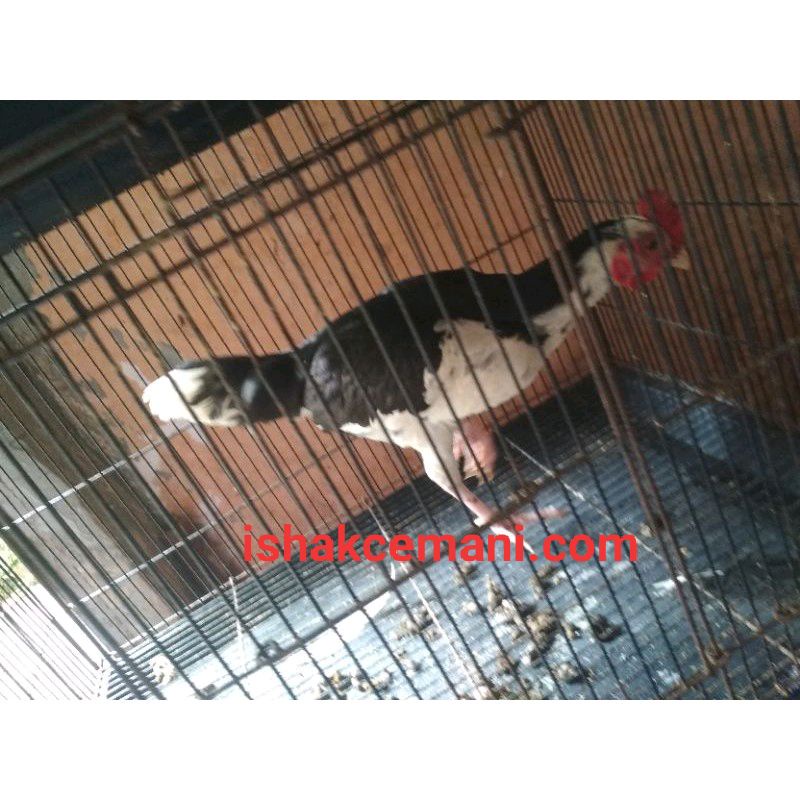 Ayam Tulak Jantan Remaja Limited Edition  Baca Diskripsi