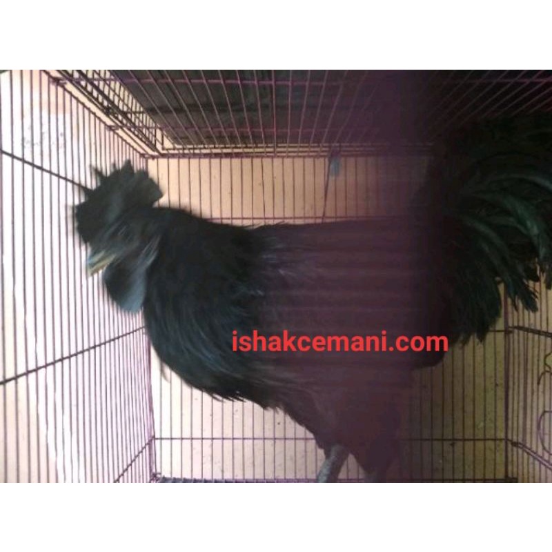 Ayam Cemani Jantan Berbulu Kaki  Baca Diskripsi
