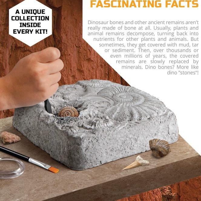 Hot Sale Discovery #Mindblown Colossal Fossil Dig Set 15-Piece Archeology Terlaris
