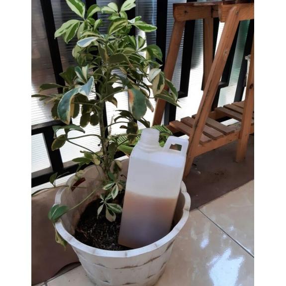 

madu hutan apis dorsata sumsel 1kg Best Seller