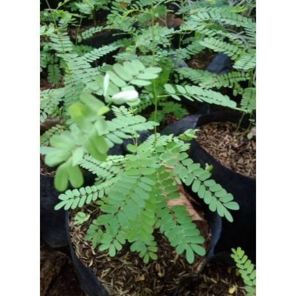 15 BENIH DAUN SAGA TANAMAN HERBAL BIJI DAUN SAGA