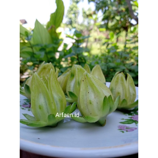 

PROMO Biji Rosella Putih 10g