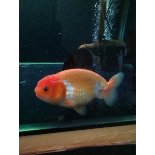 koki ranchu