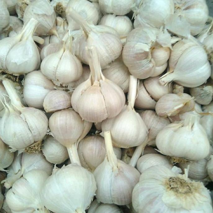 

[MURAH] Bawang Putih Kating Kotor 1KG buo