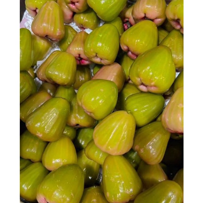 

JAMBU CINCALO HIJAU FRESH HARGA UNTUK 1KG