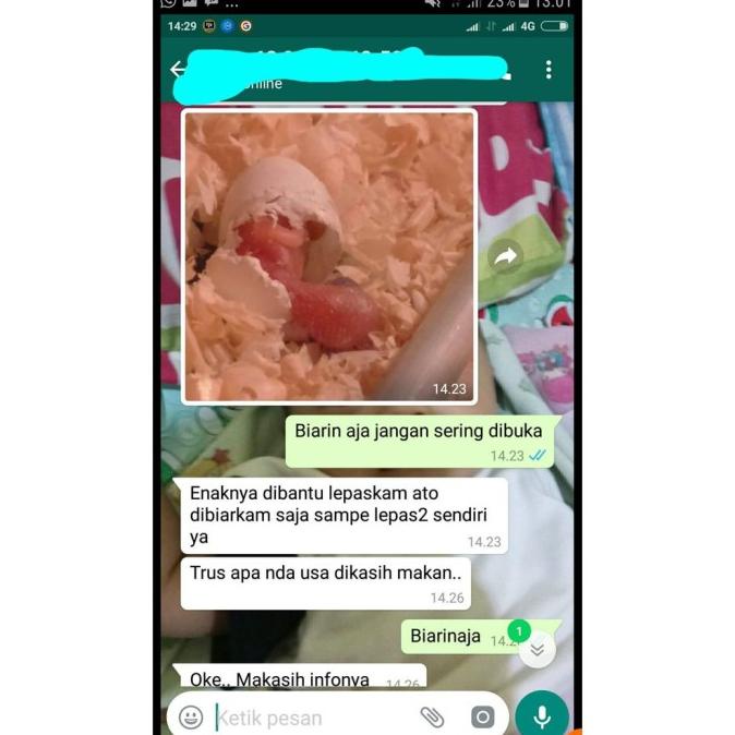 Terlaris Mesin Tetas Telur Burung Penetas Telur Burung Mesin Penetas