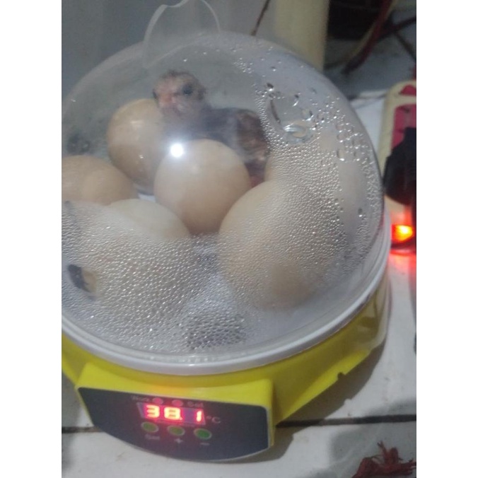 Inkubator Mini Mesin Penetas Telur Burung Ayam Merak Punyuh Unggas