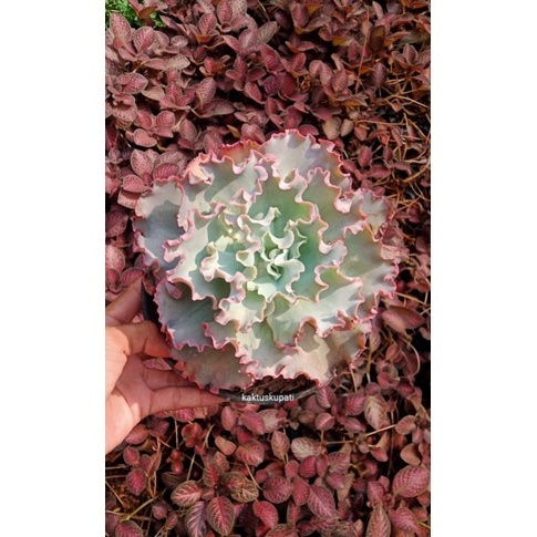 Sukulen Echeveria Curly jumbo