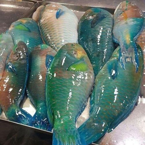 

Ikan Dori / 500 gram