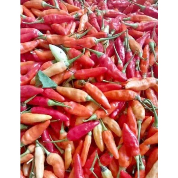 

cabe rawit setan 250gram