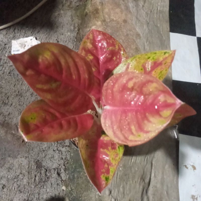 aglonema mahaseti