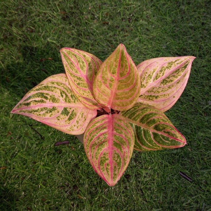 DISKON SPESIAL TANAMAN HIAS AGLAONEMA / AGLONEMA MAESWARA / MAHESWARA REALPICTT TERLARIS