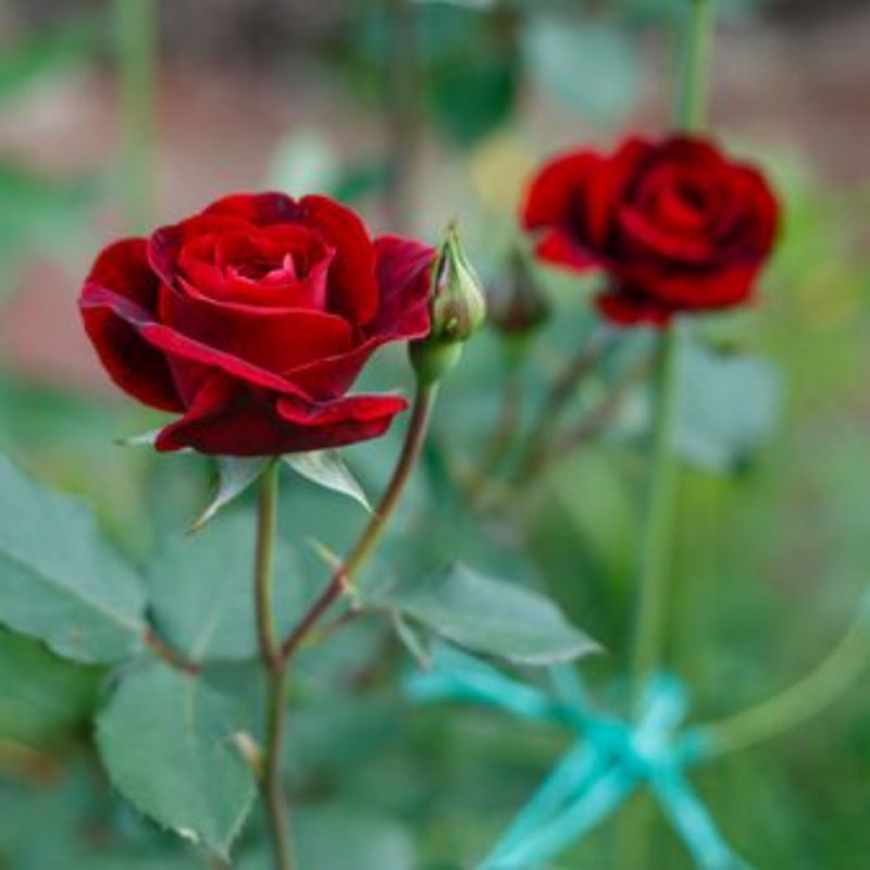 TERLARIS BIBIT BUNGA MAWAR MERAH MAWAR MERAH