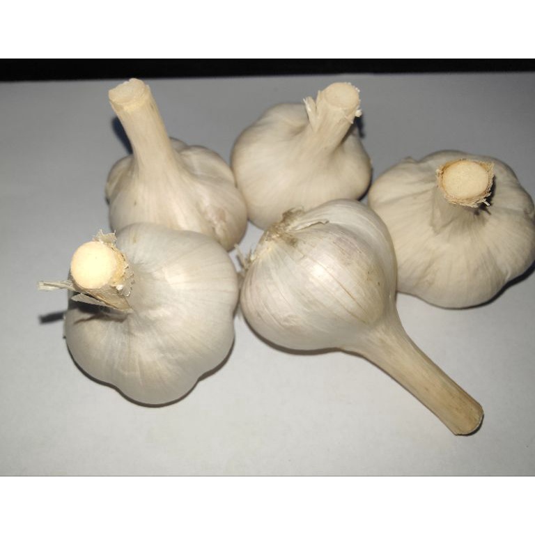 

Terupdate BAWANG PUTIH KATING 1KG 08F