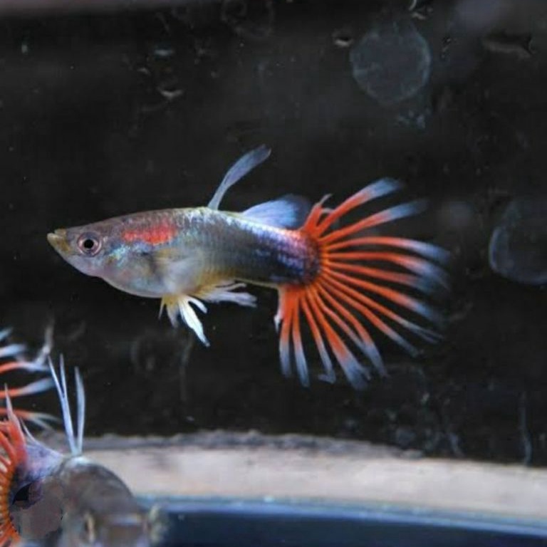 Kekinian.. Guppy Hb red crowntail ZNQ