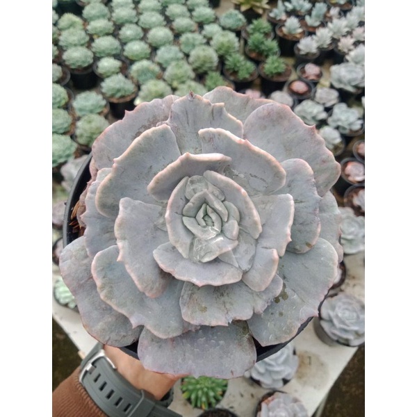 Sukulen - Echeveria Lilacina monstrose