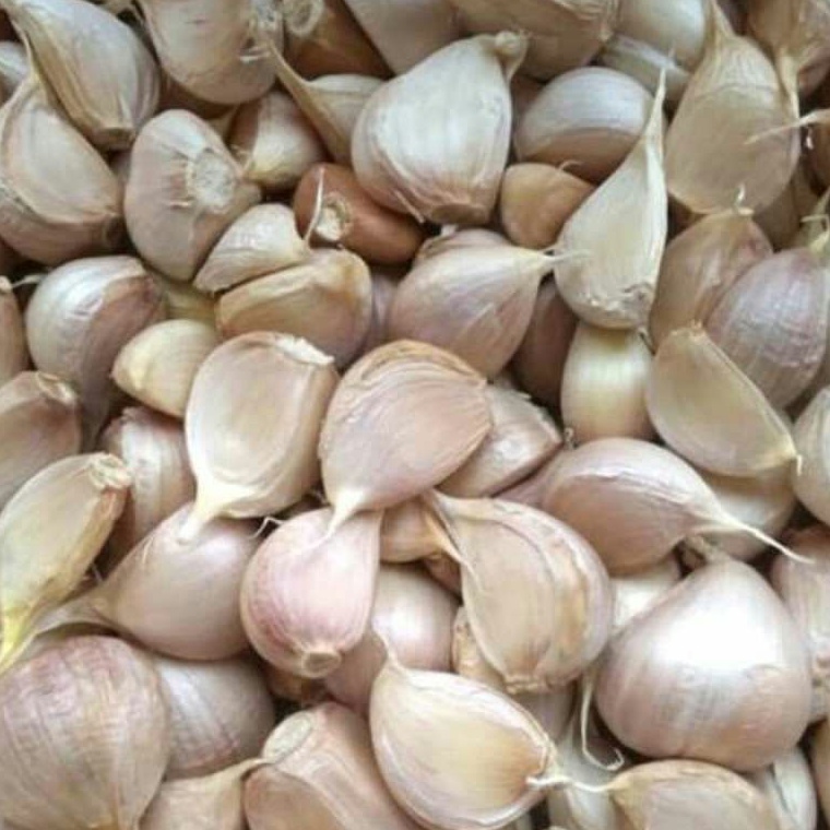 

>V44859) BAWANG PUTIH KATING /KG